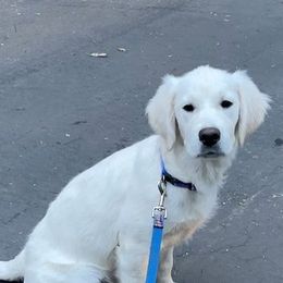 Golden Retrievers from Anderson Goldens