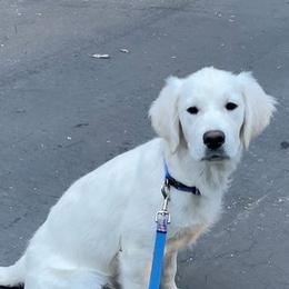 Golden Retrievers from Anderson Goldens