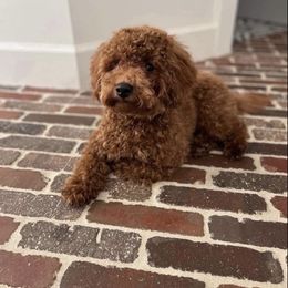 Goldendoodle Puppies from Proctor’s Petite Goldendoodles