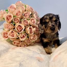 Blossom - Dapple female Dachshund puppy in Red Bluff, California from Down The Hill Potterdale