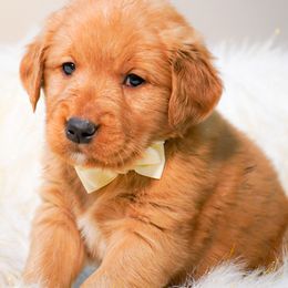 Golden Retriever, Miniature American Shepherd, and Siberian Husky Puppies from HuskiesAndGoldensWithFinesse