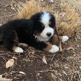 Bernese Mountain Dog Puppies from Diaz Farm