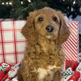Jess - Red  male Goldendoodle puppy in South Jordan, Utah from Wasatch Pup