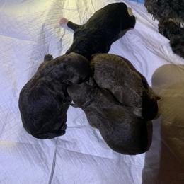 Boy 1 - Poodle puppy in Georgia from Poodle Dreams