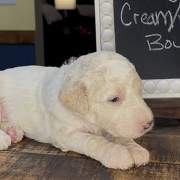 Orange - Kipper - Cream male Goldendoodle puppy in Jasper, Georgia from Owen Doodles