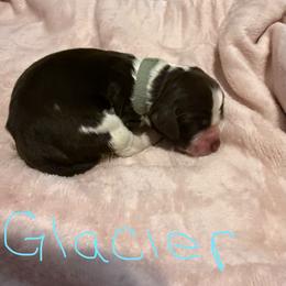 Glacier - Liver white and roan male English Springer Spaniel puppy in Pensacola, Florida from LeichtHouse Kennel