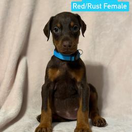 Teal Collar - Red and rust female Doberman Pinscher puppy in Lake City, Florida from Paintedcrazy Doberman Pinchers