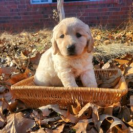 Girl 4 (Yellow Collar) - Golden Retriever puppy in Benton, Arkansas from KSquared Golden Retrievers