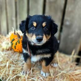 Freddy - Black tri-color male Australian Shepherd puppy in Salem, Oregon from Steady Aim Aussies