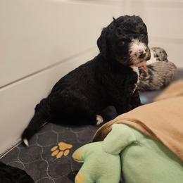 Red collar - Tri-color female Bernedoodle puppy in Shelby, North Carolina from Forever Grateful Doodles