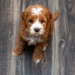 Assorted Doodle Crosses, Aussiedoodle, Golden Aussiedoodle, Goldendoodle, and Sheepadoodle Puppies from Goldendoodledoo Farms