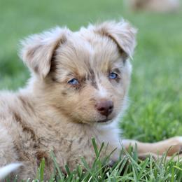 Australian Shepherd, Miniature American Shepherd, Miniature Australian Shepherd, and Toy Australian Shepherd Puppies from Painted Blue Aussies