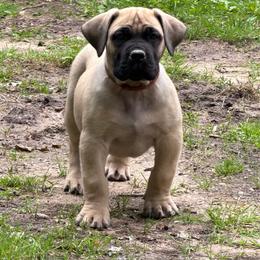 Copper (Brown Collar) - Reddish brown male Boerboel puppy in Manitowoc, Wisconsin from Mae Boerboel