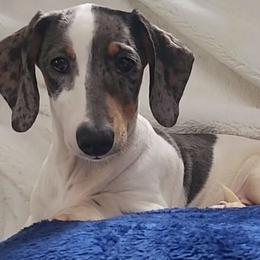 Dark Blue - Piebald male Dachshund puppy in Ridge, New York from Tracy's Puppy Club