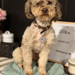 Koda - Poodle