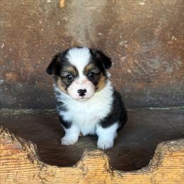 Dewey - Black and tan male Pembroke Welsh Corgi puppy in Chubbuck, Idaho from Sunny J Corgis and Mini Americans