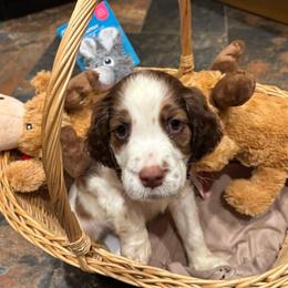Pink Collar - Tri-Roan female English Springer Spaniel puppy in Henagar, Alabama from Windy Oak Kennels