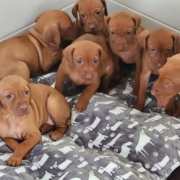 Vizsla Puppies from Countryside Vizslas