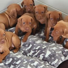 Vizsla Puppies from Countryside Vizslas