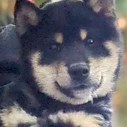 Chupa Charlie Litter Boy 2 - Black and tan male Shiba Inu puppy in Brecksville, Ohio from Shomaisou Shiba Inu