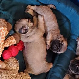 Miniature Schnauzers and Pugs from Blue Haven Stable