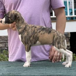 Finn - Red brindle male Whippet puppy in Sugar Valley, Georgia from Pinnacle Farm and Kennel