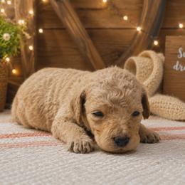 Yellow collar - Apricot female Poodle puppy in Spring Branch, Texas from Bear Hills kennel