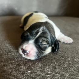 Ada - Red female Dachshund puppy in Highland, California from BAES Teufelshunde