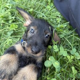 Berry - Wild boar male Dachshund puppy in Superior, Montana from Never Land Dachshunds of Montana