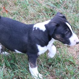 Boy 3 - Miniature Bull Terrier puppy from Penderosa Miniature Bull Terriers