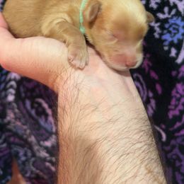 Aqua Boy - Caramel male Australian Labradoodle puppy in Oxford, Mississippi from Stony Brook Australian Labradoodles