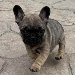 Griz - Fawn male French Bulldog puppy in Billings, Montana from Yellowstone Frenchies