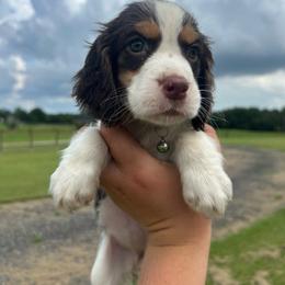 Girl 1 - Liver white and tan female English Springer Spaniel puppy in Fort Meade, Florida from Lake in the Hills Springers