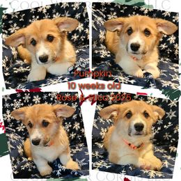 Pumpkin - Red female Pembroke Welsh Corgi puppy in Kiowa, Colorado from Cool Water Corgis LLC