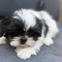 Rex - Black and white male Shih Tzu puppy in Covington, Georgia from Top Hats 2  Shih Tzu’s