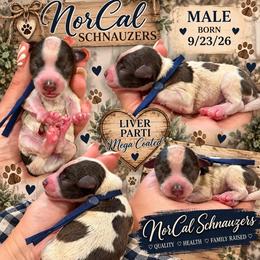 Benji - Parti male Miniature Schnauzer puppy in Magalia, California from NorCal Schnauzers
