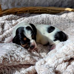 Ms. Madison - White black and red female Basset Hound puppy in Big Rapids, Michigan from Basket Hound Bassets
