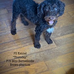 Thursday - Phantom Bernedoodle puppy in Virginia from P3 Kennel