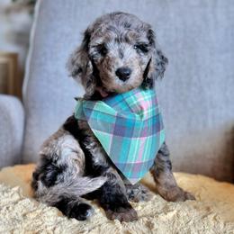 Oreo- Pink Collar - Merle female Goldendoodle puppy in Bay City, Texas from Charming Doods Goldendoodles