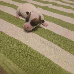 Boy 4 - Tri-color male Russell Terrier puppy in Kemp, Texas from Dodd's Shorty Jack Russells