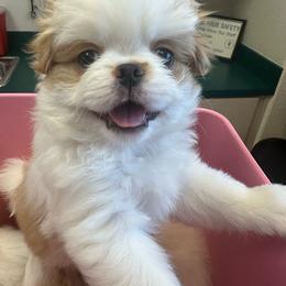 Rocky - Red and white male Japanese Chin puppy in Orlando, Florida from Meghan's Japanese Chins