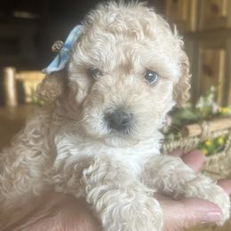 Simba is 4 week old - Cream male Cockapoo puppy in Crawford, Colorado from Saddle Mountain Doodles