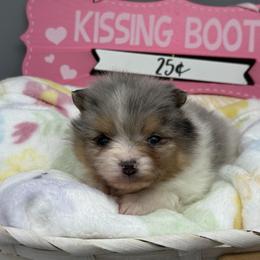 Ron - Blue merle male Pomeranian puppy in Newark, Ohio from Keeperofstars Pomeranians