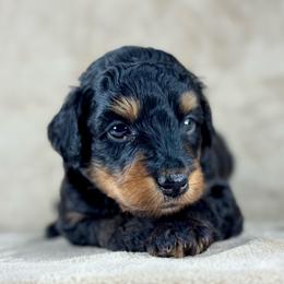 BPM1 - Black phantom male Aussiedoodle puppy in Prague, Oklahoma from Classic K9’s  Aussies & Doodles