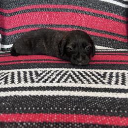 Mr  Orange Collar - Brindle male Dachshund puppy in Willow Springs, Missouri from Krazy Acre Farm