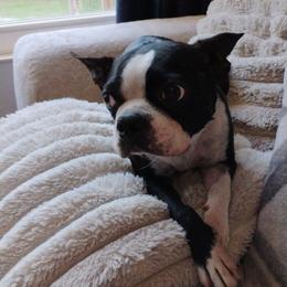 Birdie - Boston Terrier