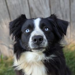 Lottie - Australian Shepherd