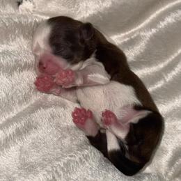 Chocolate Parti - Liver and white male Shih Tzu puppy in Albany, New York from Precious Shihpoo’s and Luxurious Shih Tzu’s