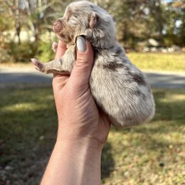 Chocolate Merle Tri - Chocolate merle male Pomeranian puppy in Knoxville, Tennessee from Posh Parti Poms