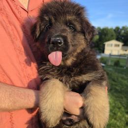 Signal - Black and red male German Shepherd puppy in Columbus, Indiana from Stony Lonesome GSD